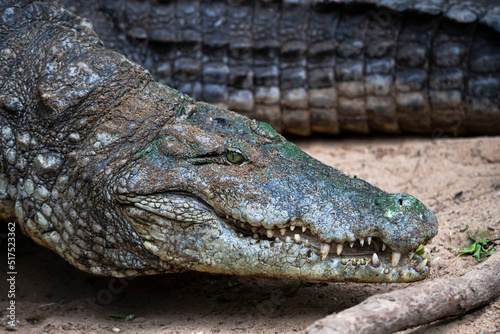Crocodile walking on the land surface - closeup shot
