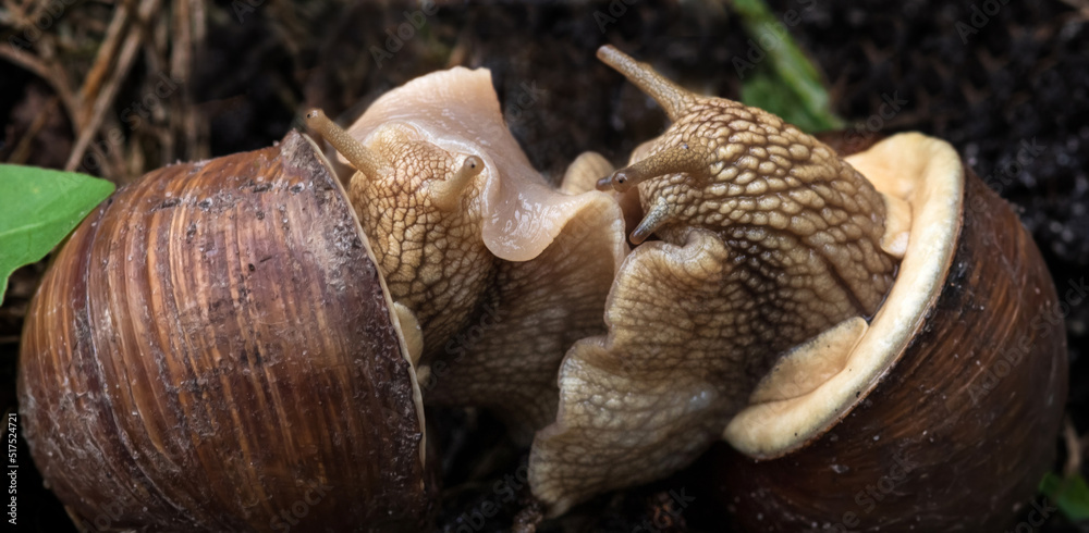 Two snails communicate with each other. Selective focus. Two snails communicate with each other. Selective focus.