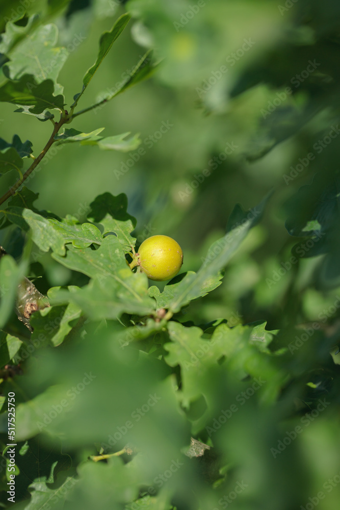 Gall apple on an oak leaf.
