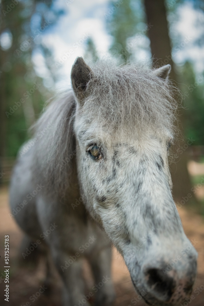 Fototapeta premium An elderly thoroughbred pony is playing in the forest.