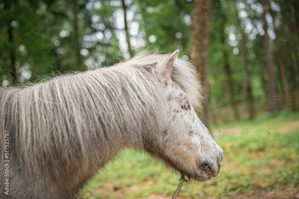 An elderly thoroughbred pony is playing in the forest. An elderly thoroughbred pony is playing in the forest.