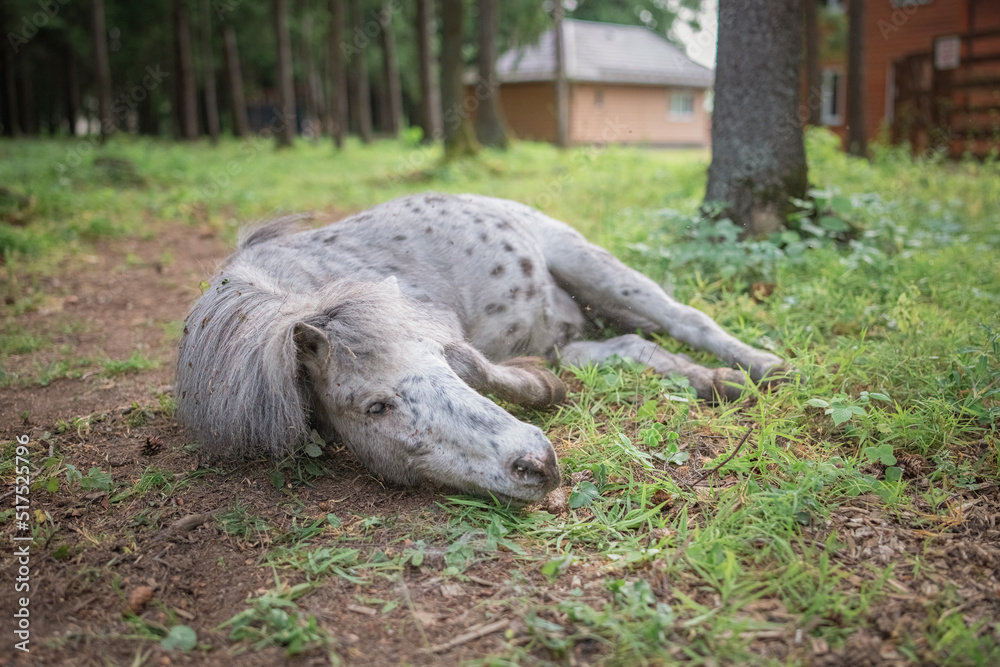 Fototapeta premium An elderly thoroughbred pony is playing in the forest.
