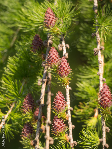 larch with red cones