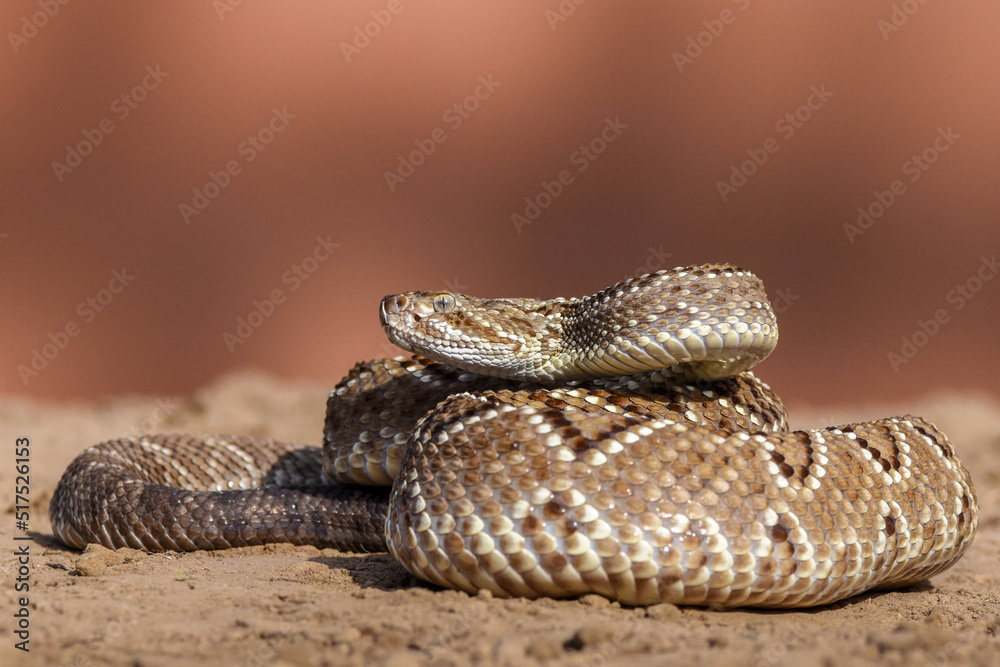 Fototapeta premium Crotalus in the wild