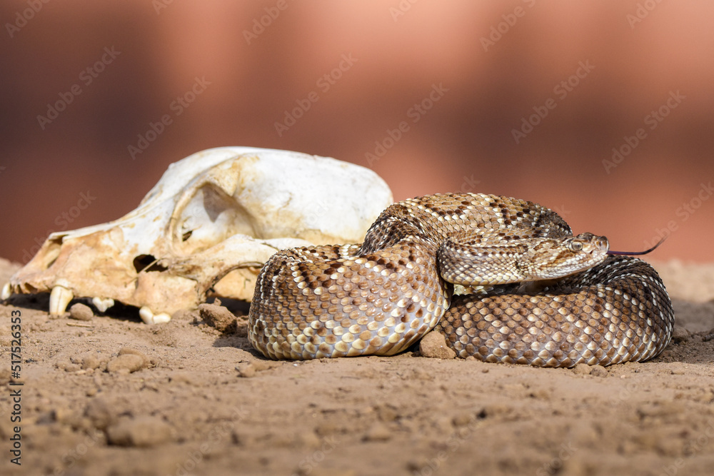 Fototapeta premium Crotalus with a skull