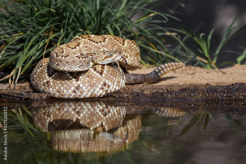 Fototapeta premium Crotalus in the wild