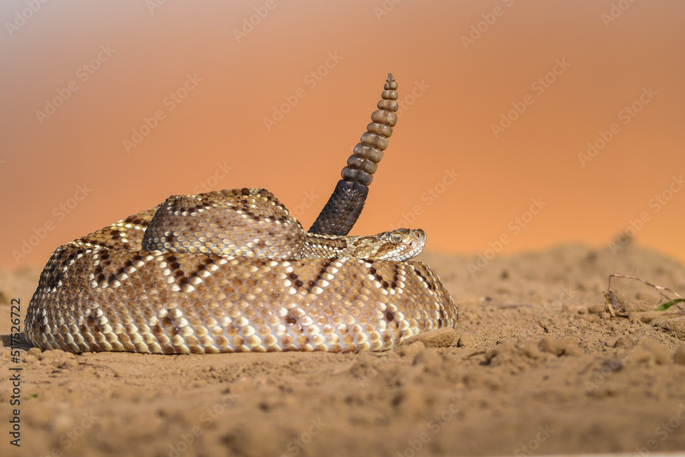 Naklejka premium Crotalus in the wild