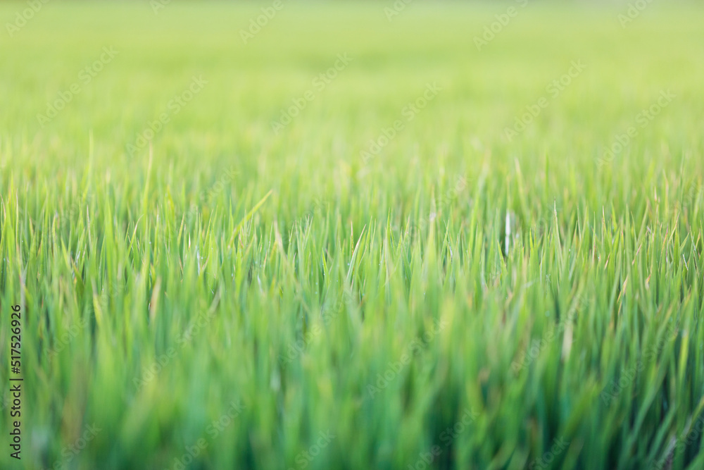 Green grass texture background, wallpaper. Fresh plants background with copy space
