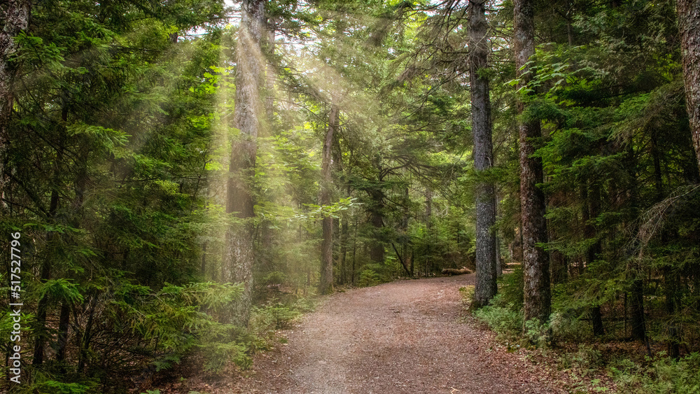 Obraz premium Sunbeams Streaming on Woodland Trail