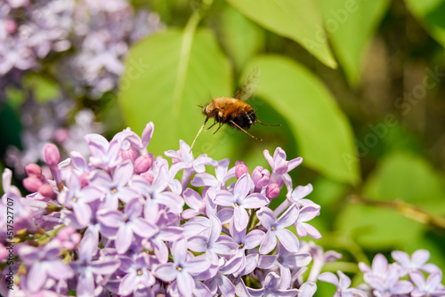 bee on a flower © Stefan Zimmer 