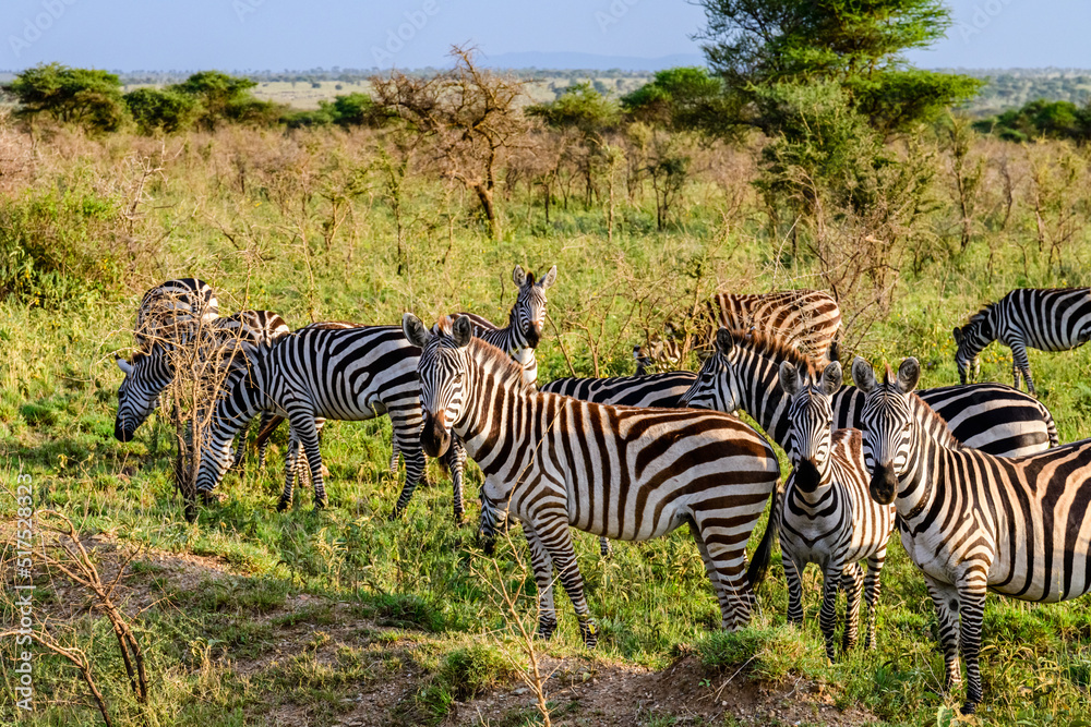 Obraz premium Zebras (Hippotigris) at the Serengeti national park, Tanzania. Wildlife photo