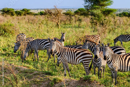 Zebras  Hippotigris  at the Serengeti national park  Tanzania. Wildlife photo