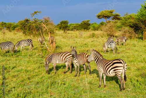 Zebras  Hippotigris  at the Serengeti national park  Tanzania. Wildlife photo