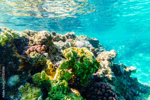 Fototapeta Naklejka Na Ścianę i Meble -  Colonies of the corals at coral reef in Red sea