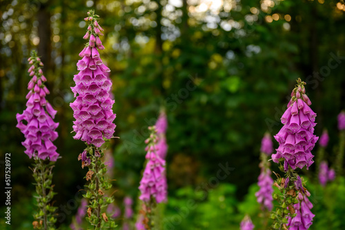 A bunch of foxglove (Digitalis purpurea) standing in the foregrand in a forest, British Columbia photo