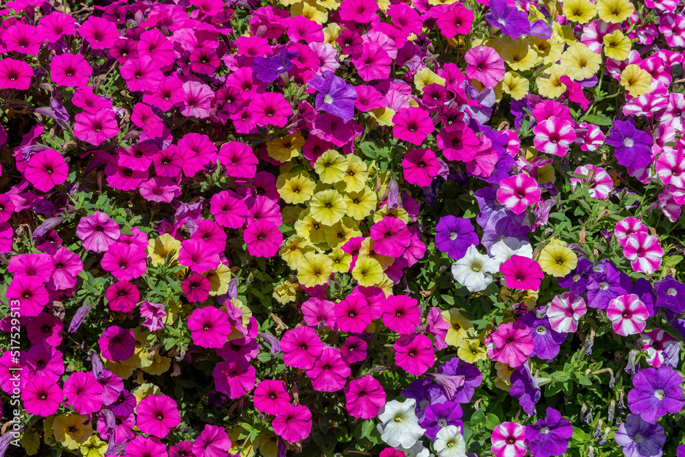 Obraz premium Petunia, Petunias on a wall, mixed colors
