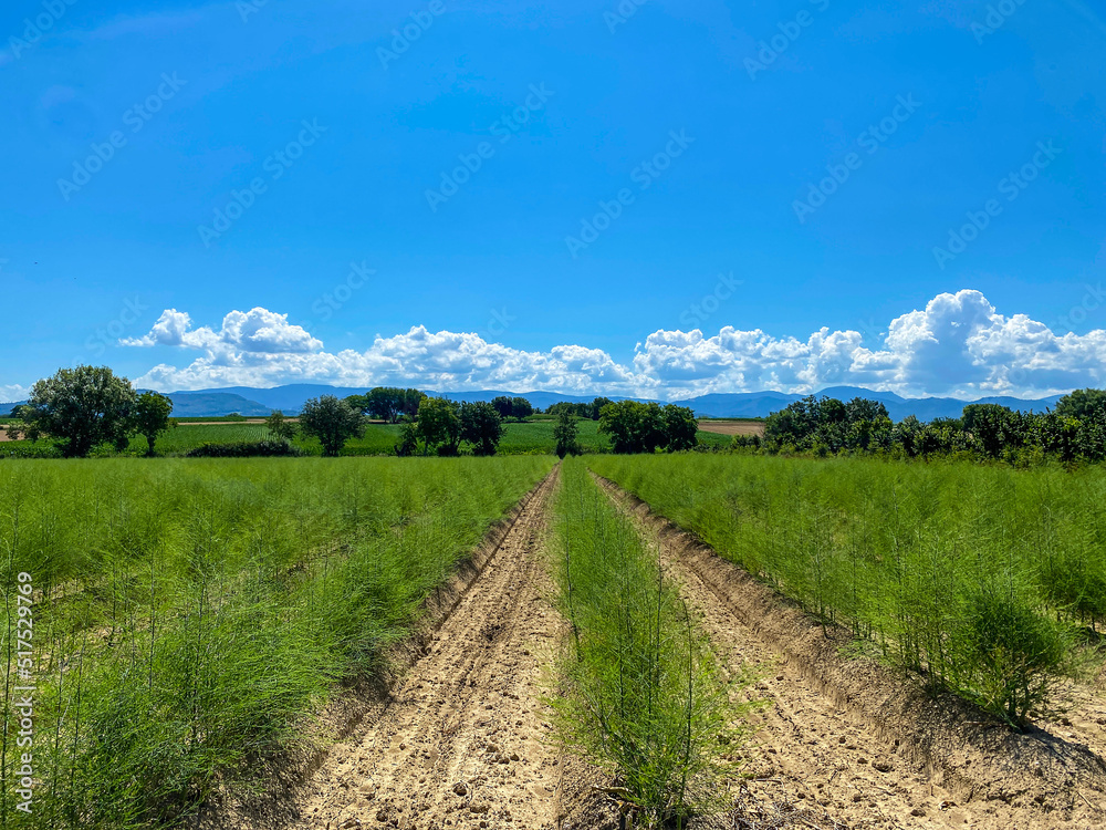 Obraz premium Spargelfeld_2532