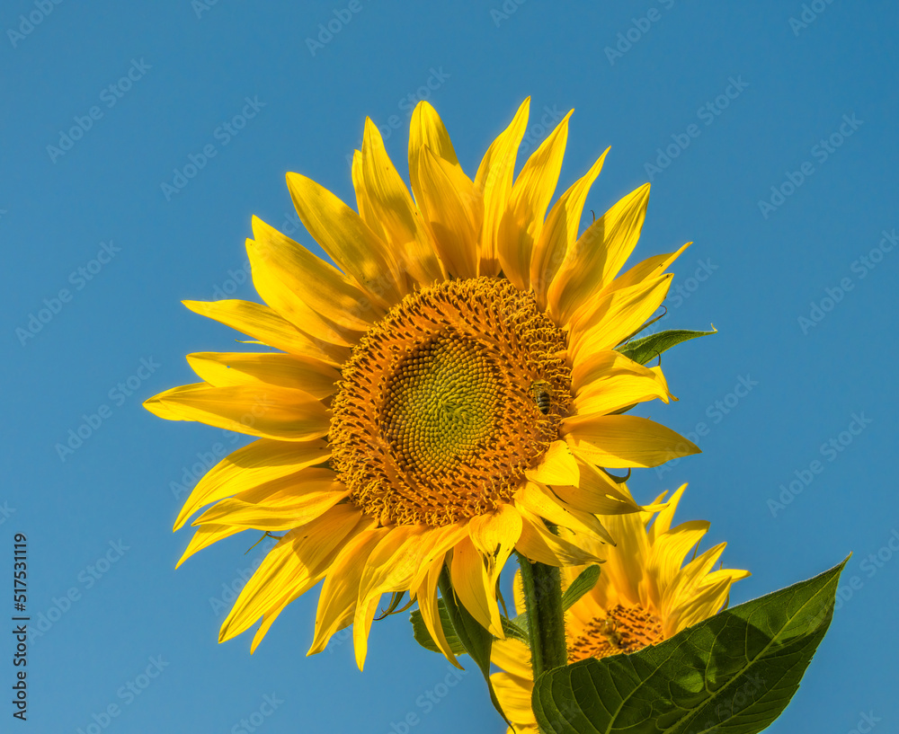 large yellow-orange sunflower flower against the blue sky on a sunny summer day large yellow-orange sunflower flower against the blue sky on a sunny summer day