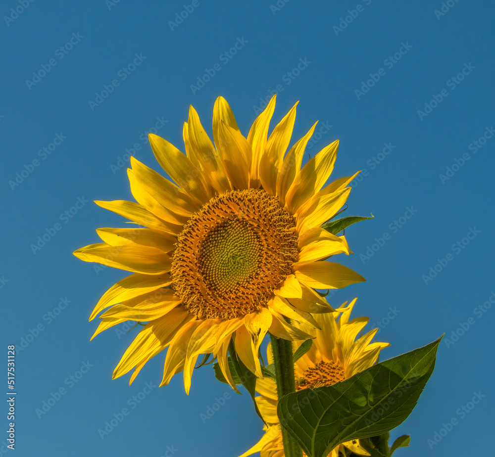 large yellow-orange sunflower flower against the blue sky on a sunny summer day large yellow-orange sunflower flower against the blue sky on a sunny summer day