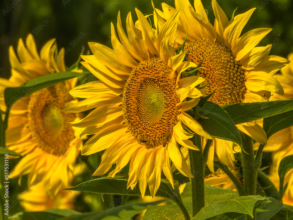 a large yellow-orange sunflower against the background of others on a sunny summer day a large yellow-orange sunflower against the background of others on a sunny summer day