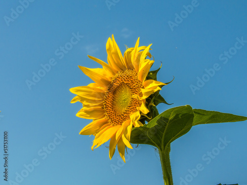 Fototapeta Naklejka Na Ścianę i Meble -  bright yellow sunflower flower against the blue sky on a sunny summer day