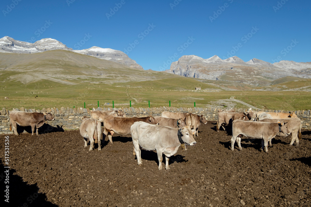 Obraz premium cercado de vacas, Llano Tripals, parque nacional de Ordesa y Monte Perdido, comarca del Sobrarbe, Huesca, Aragón, cordillera de los Pirineos, Spain