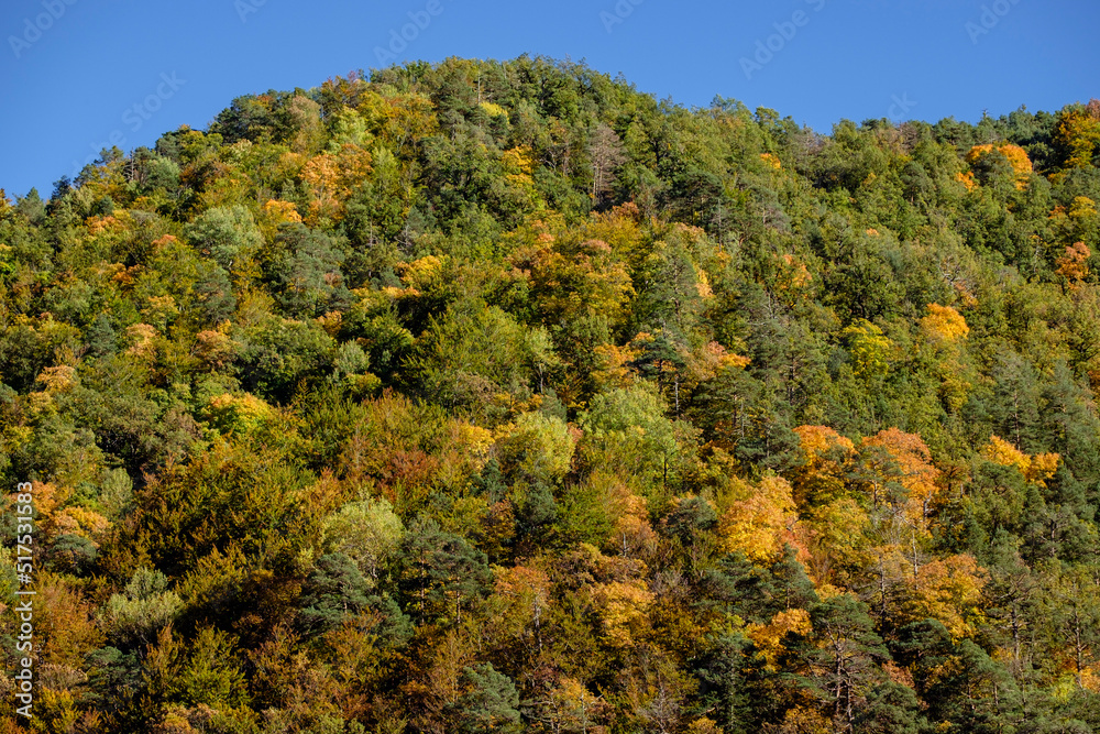 bosque de la Pardina del Señor, Fanlo, Huesca, Aragón, cordillera de los Pirineos, Spain