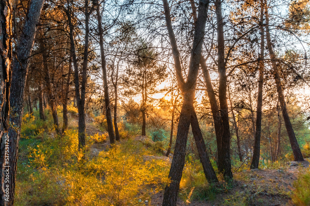 Obraz premium autumn forest in the morning