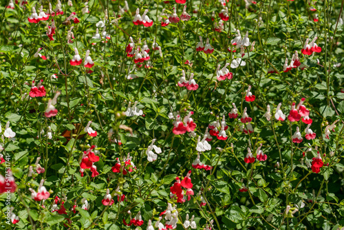 Salvia microphylla, the baby sage, Graham's sage, or blackcurrant sage, is an evergreen shrub found in the wild in southeastern Arizona and the mountains of eastern, western, and southern Mexico.