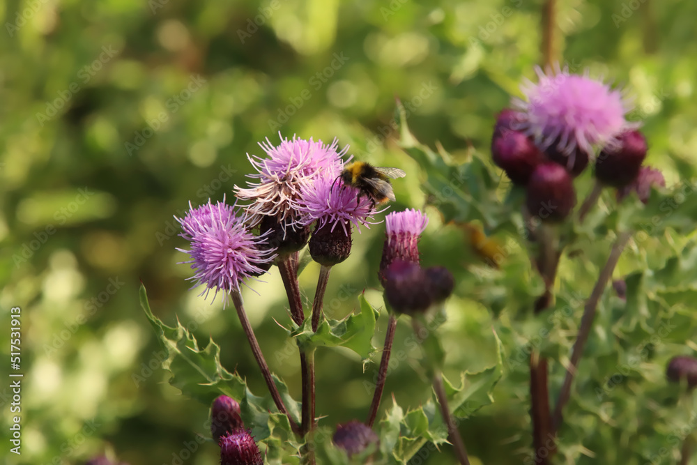 Bee on Thistle