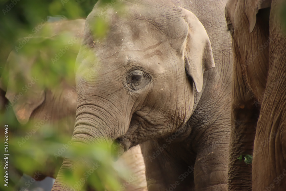 Naklejka premium Elephant through the Trees