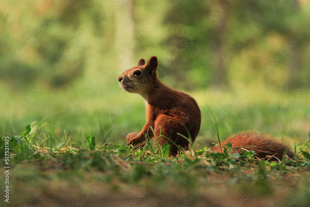 A red squirrel keeping and eating a nut while sitting on the ground A red squirrel keeping and eating a nut while sitting on the ground