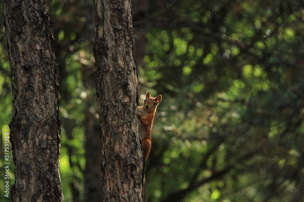 Curious squirrel peeks out from behind tree trunk in forest. Cute curious squirrel climbing down the pine tree trunk and looking at the camera as if smiling slightly. View from below, selective focus Curious squirrel peeks out from behind tree trunk in forest. Cute curious squirrel climbing down the pine tree trunk and looking at the camera as if smiling slightly. View from below, selective focus