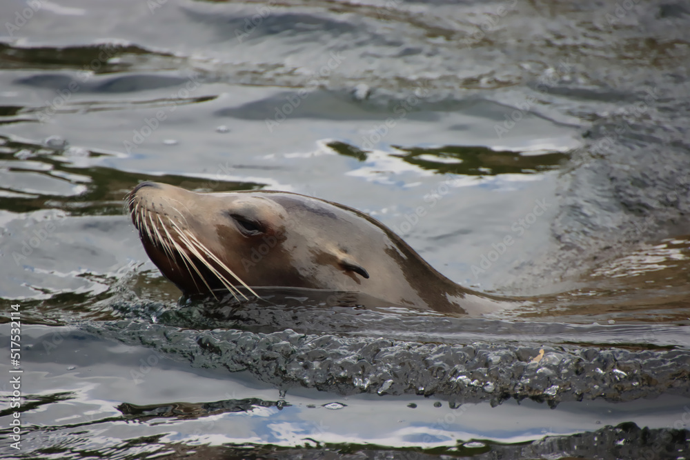 Fototapeta premium Sea Lion Swimming