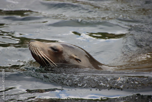 Sea Lion Swimming © Deborah