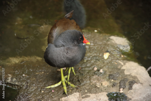 Walking Common Moorehen photo