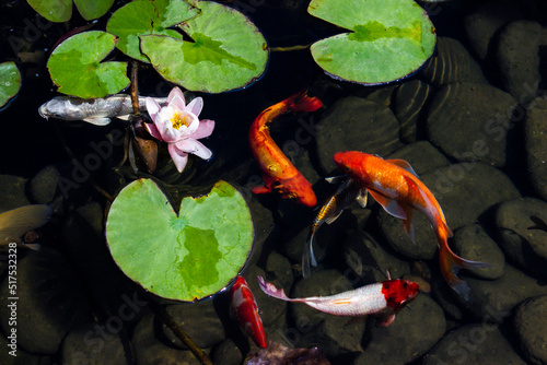 Colorfull Koi Pond Carp Fish swims among water lily