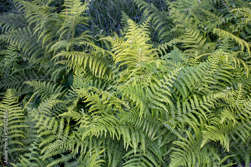 Close-up of ferns on the coast