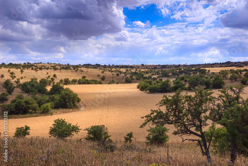 Golden wheat field and blue sky with clouds. Alta Murgia National Park: hilly landscape with field of cereal in Apulia, Italy.