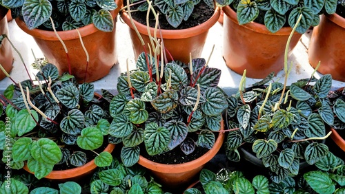 Beautiful garden plants Peperomia caperata also known as Green ripple, Little fantasy pepper etc