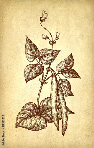 Common bean plant ink sketch.