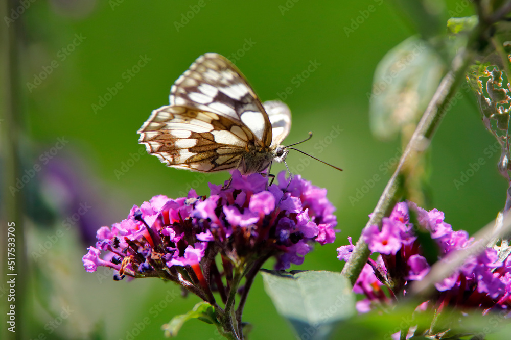 Schachbrett oder Damebrett, Melanargia galathea, ein Schmetterling Schachbrett oder Damebrett, Melanargia galathea, ein Schmetterling