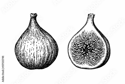 Figs ink sketch.