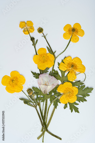 Kompozycja żółtych suszonych kwiatów na białym tle