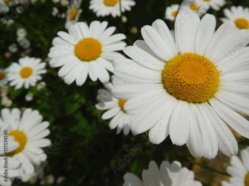 daisies on a green background