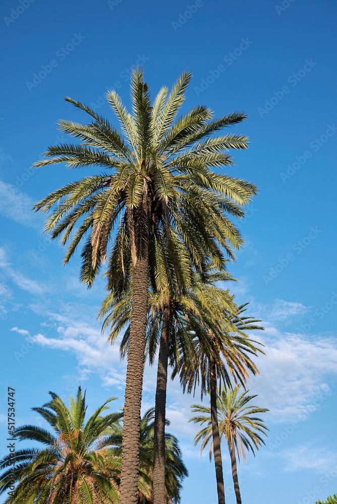 Fototapeta premium Phoenix dactylifera palms 