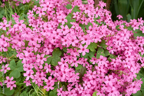 Oxalis articulata 