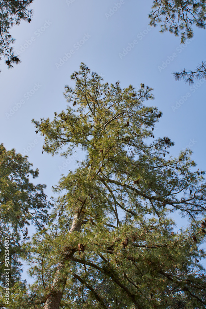 Pinus strobus Pinus strobus