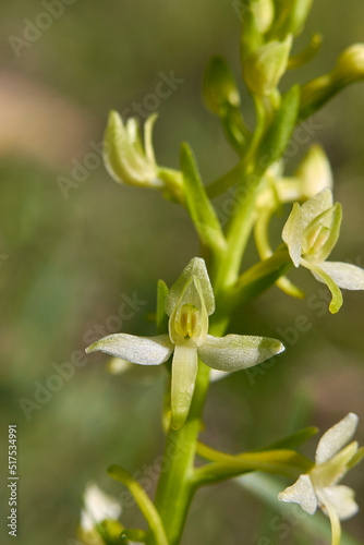 Platanthera bifolia 