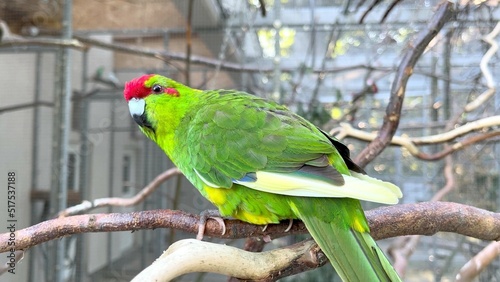 A focus photo on a colored parrot